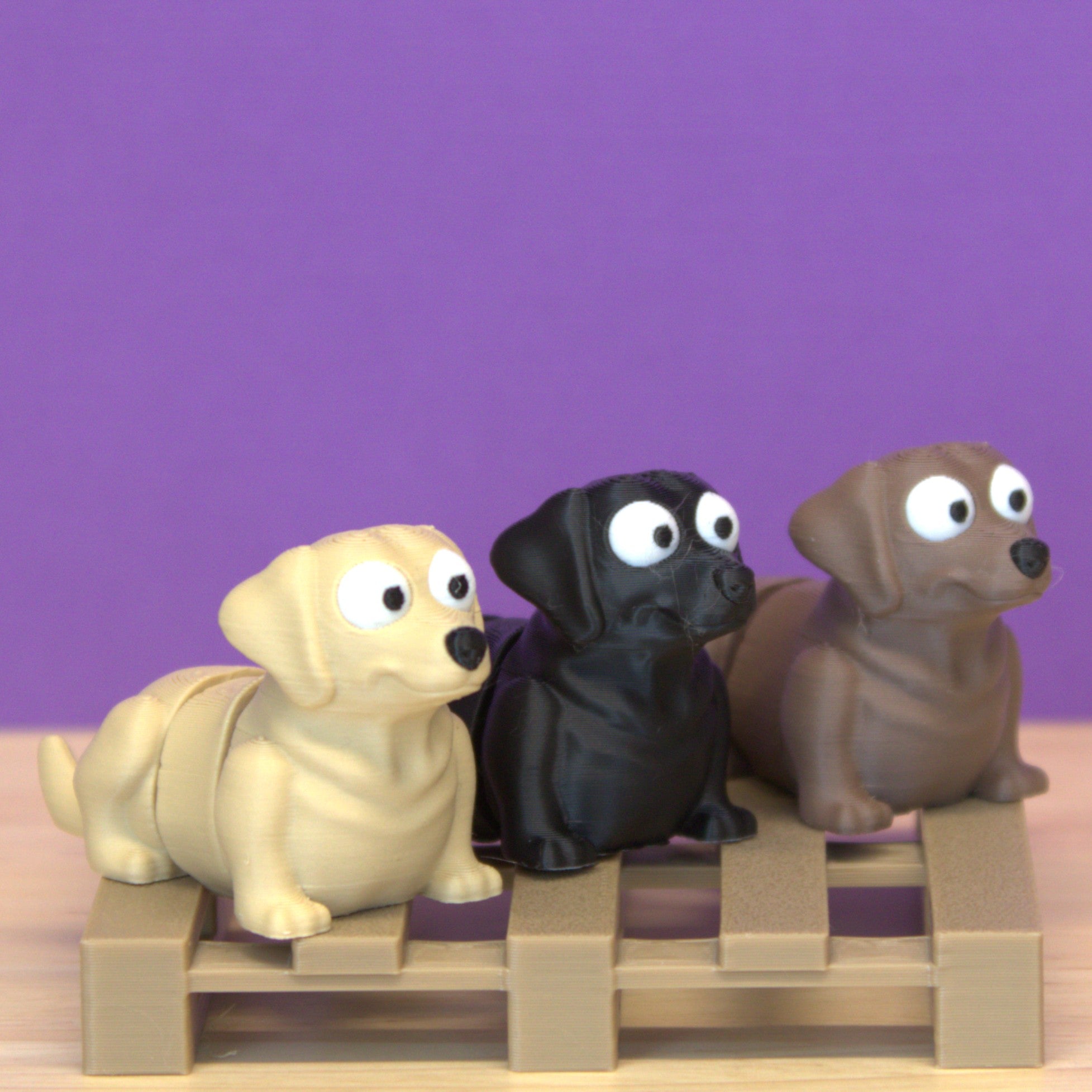 Labrador