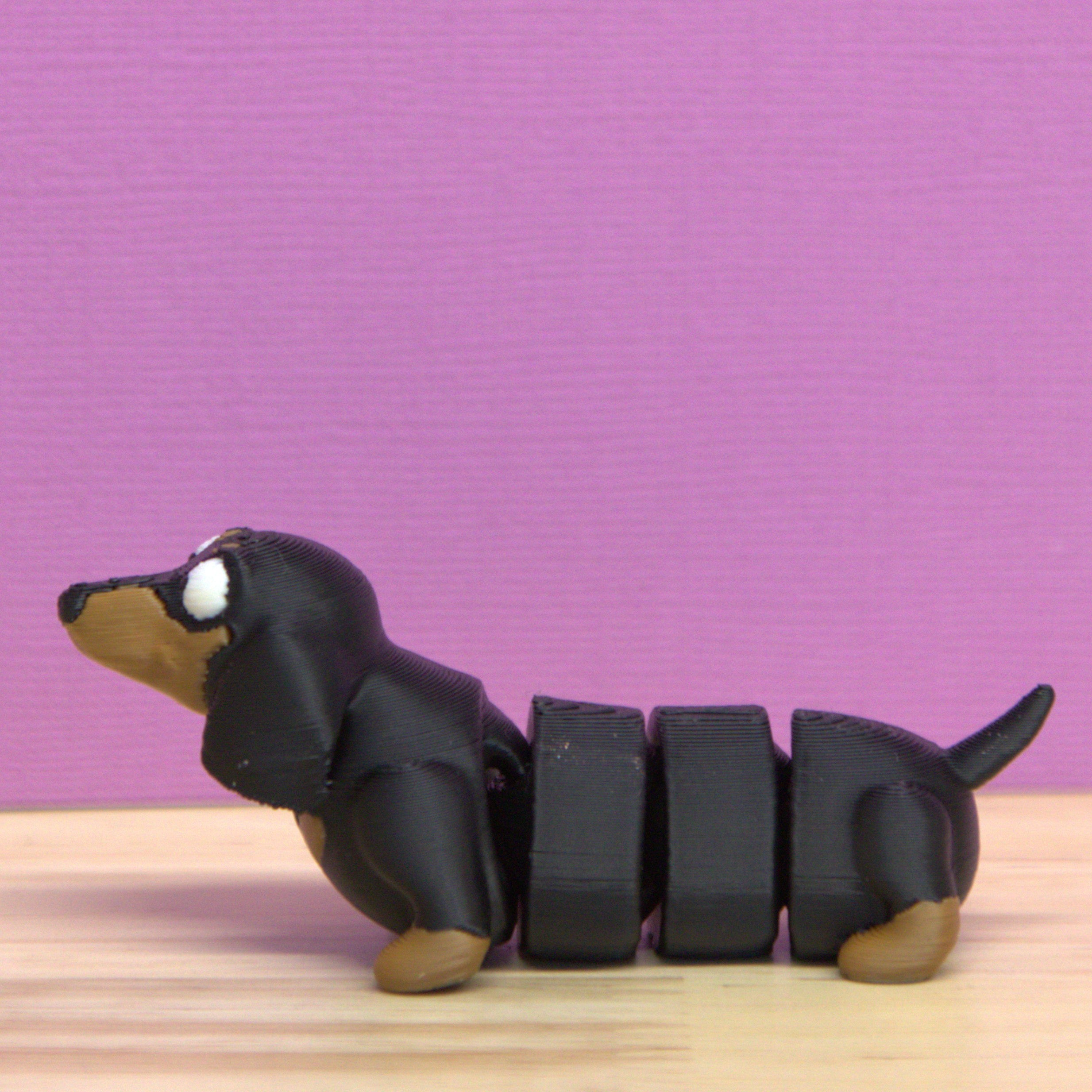 Dachshund