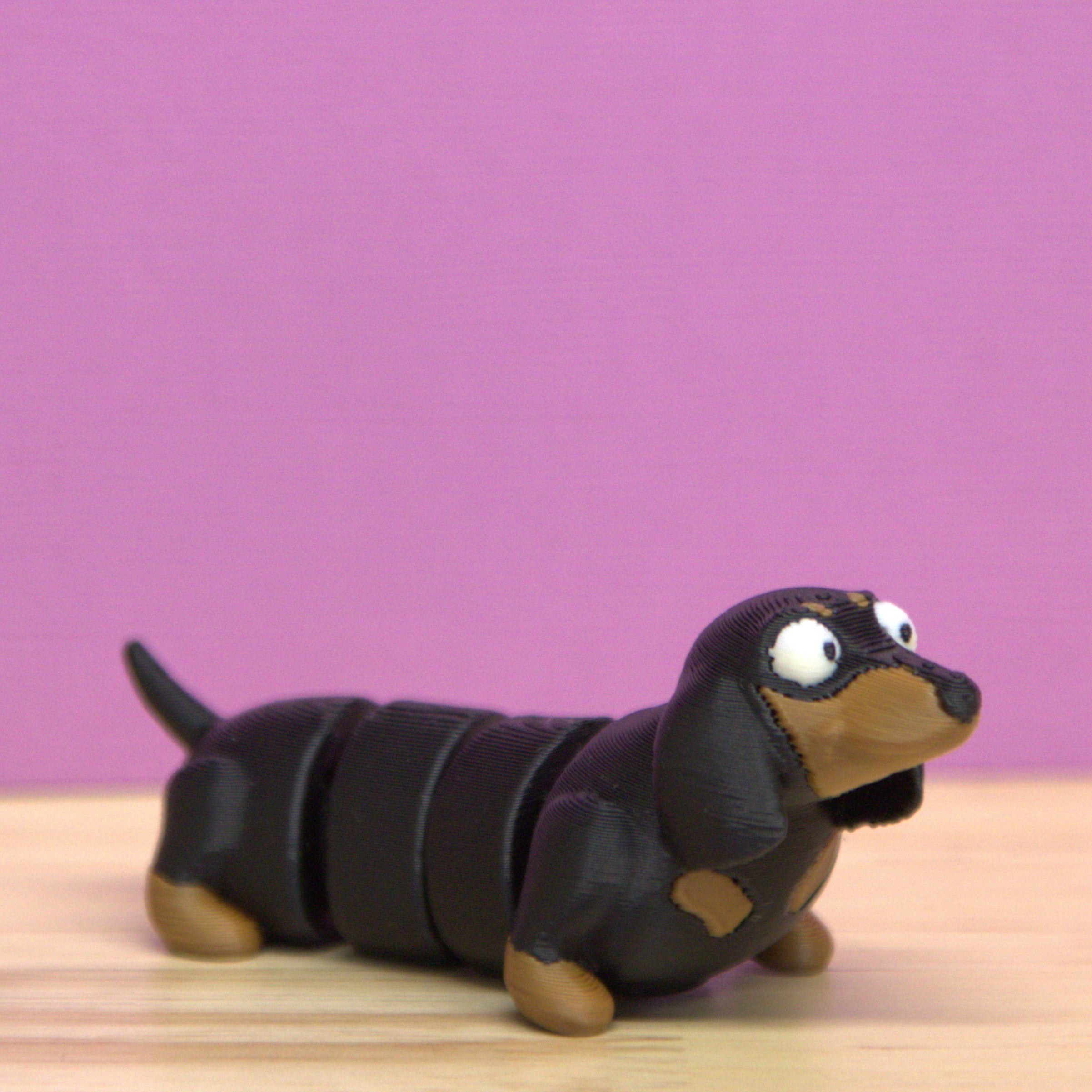 Dachshund