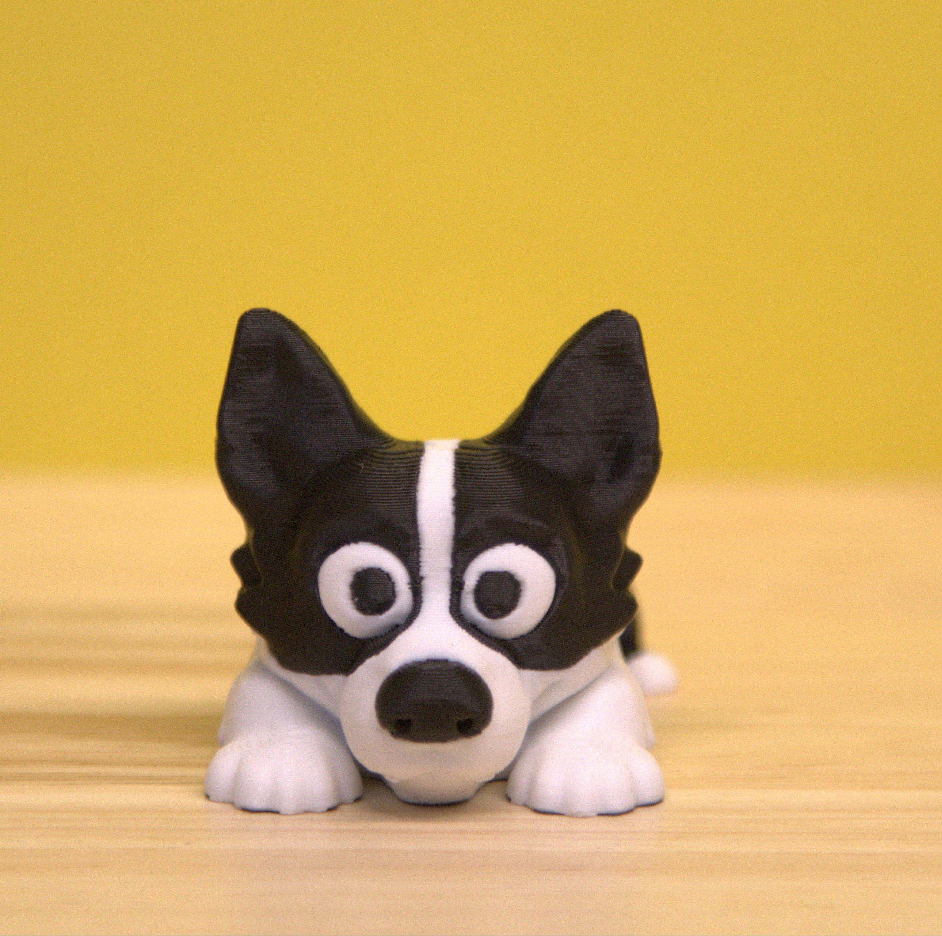 Border Collie