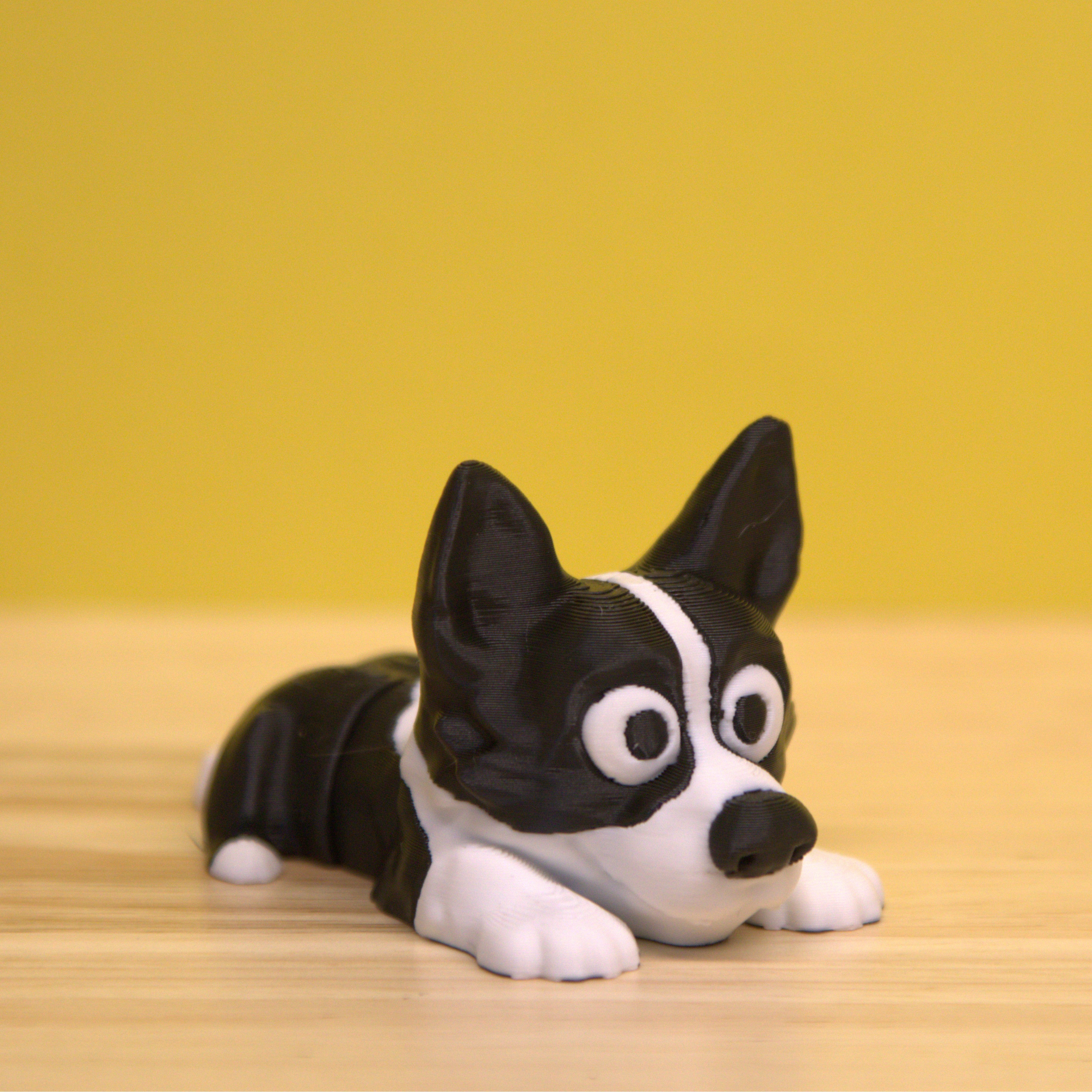 Border Collie