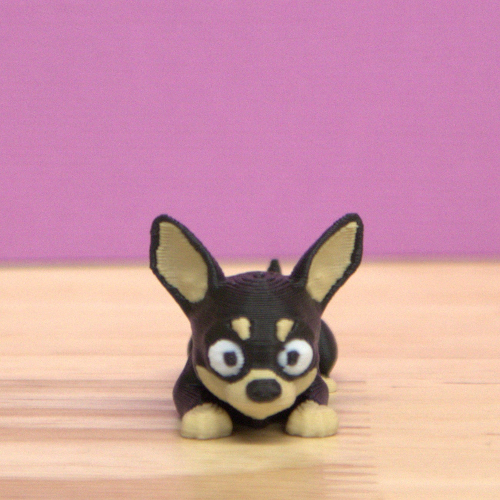 Chihuahua