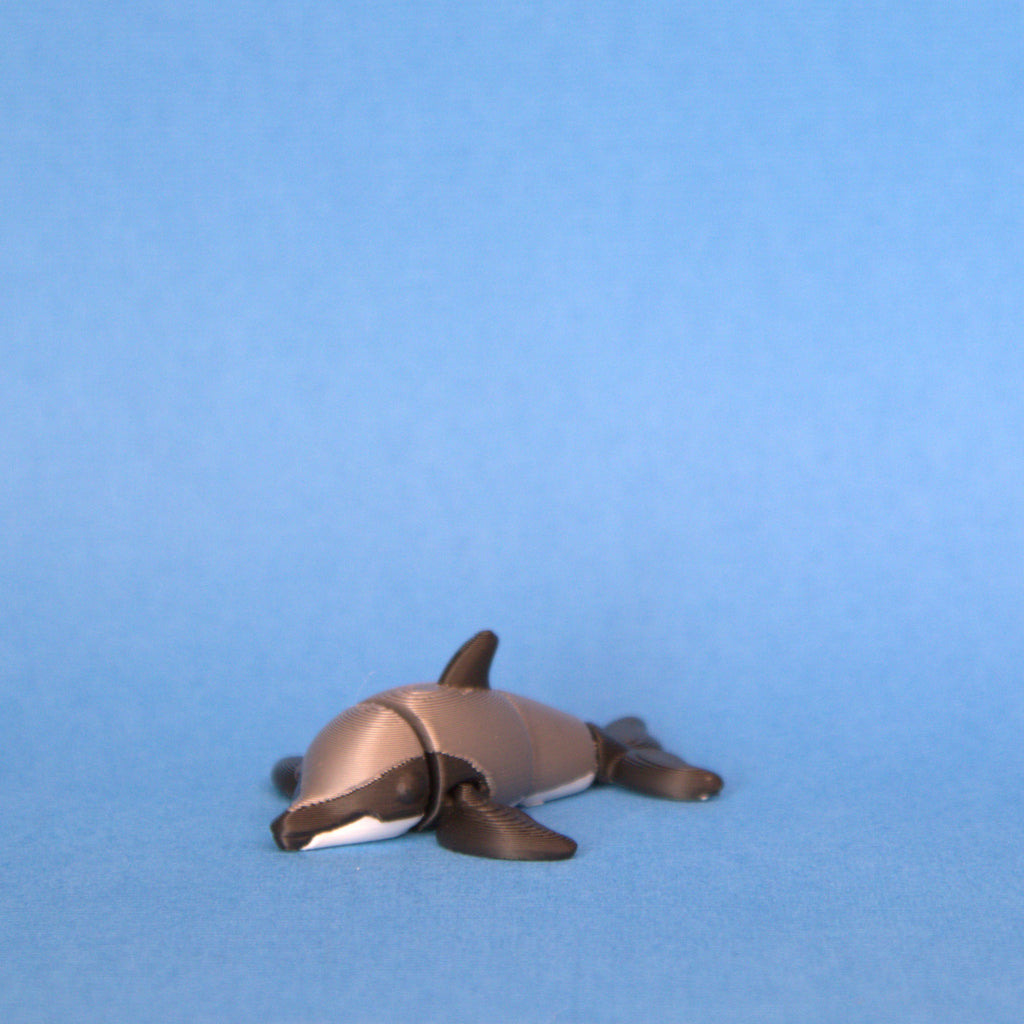 Hector's Dolphin