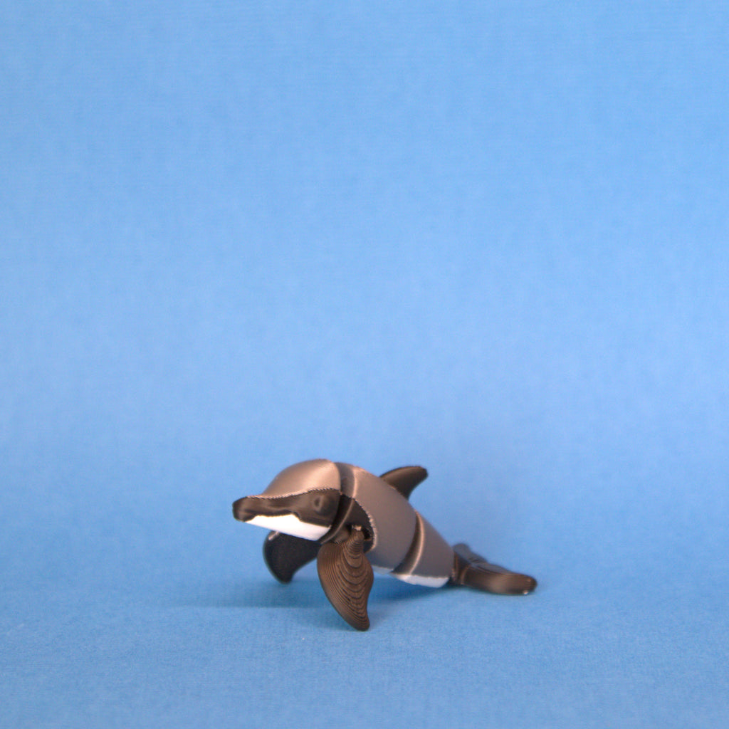 Hector's Dolphin