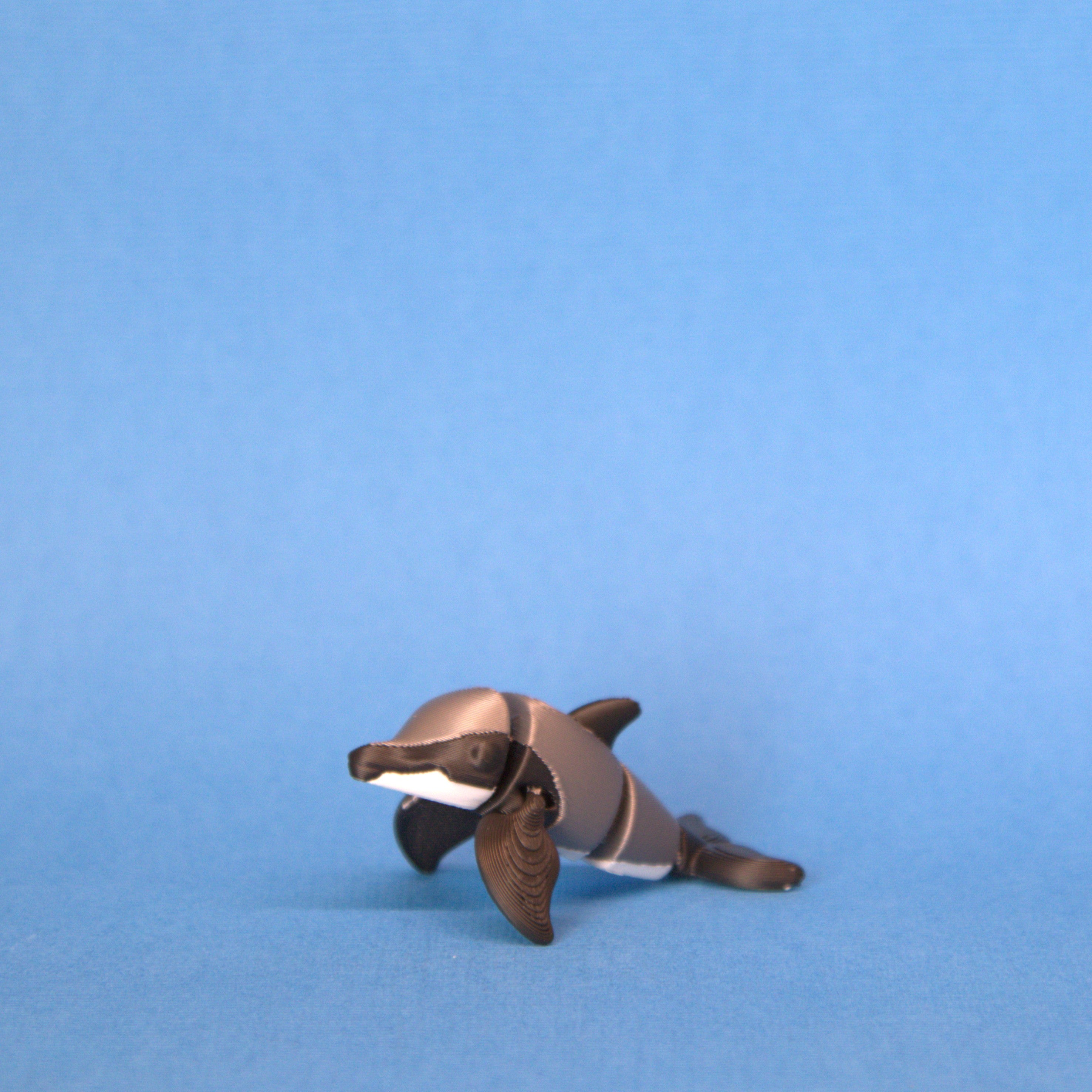Hector's Dolphin