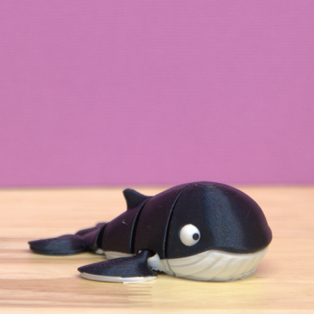 Humpback Whale