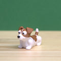 Jack Russell Terrier