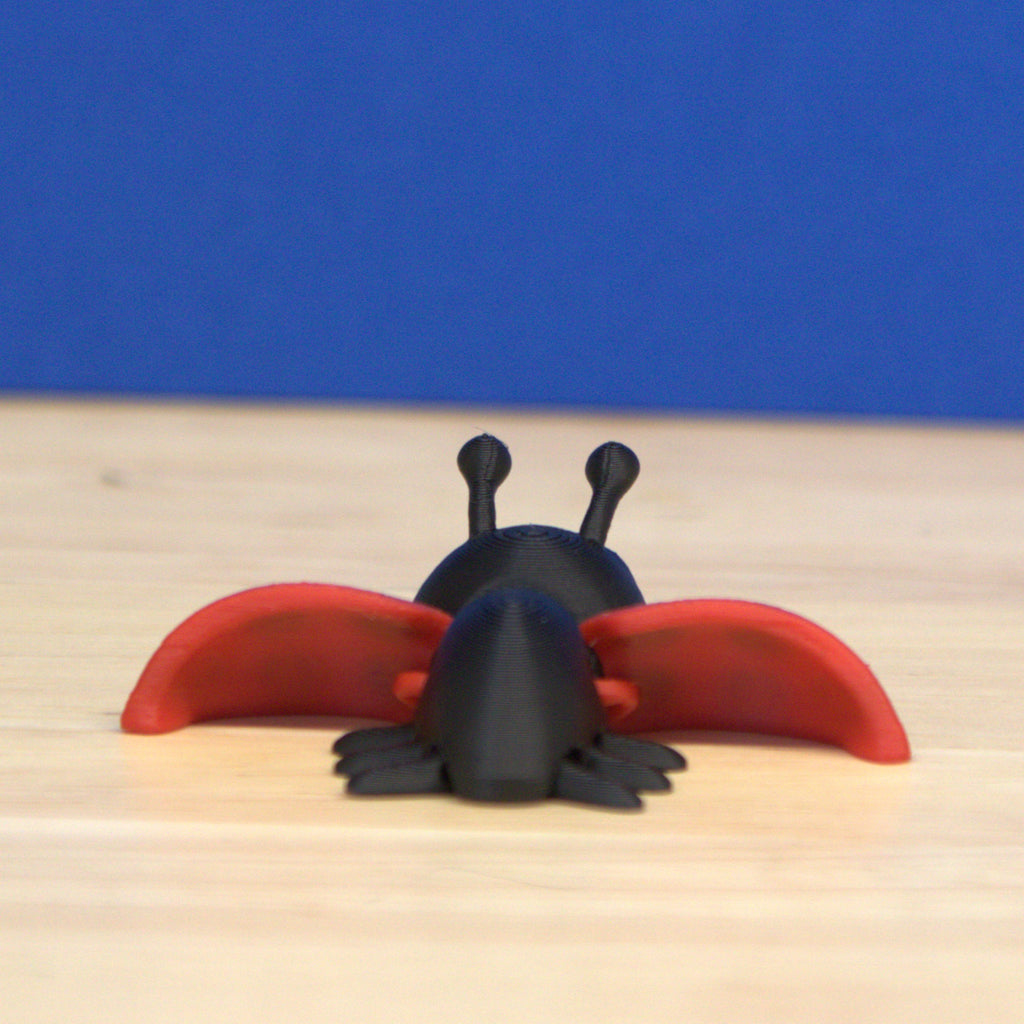 Lady Bug