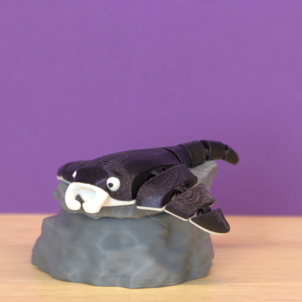 Manta Ray
