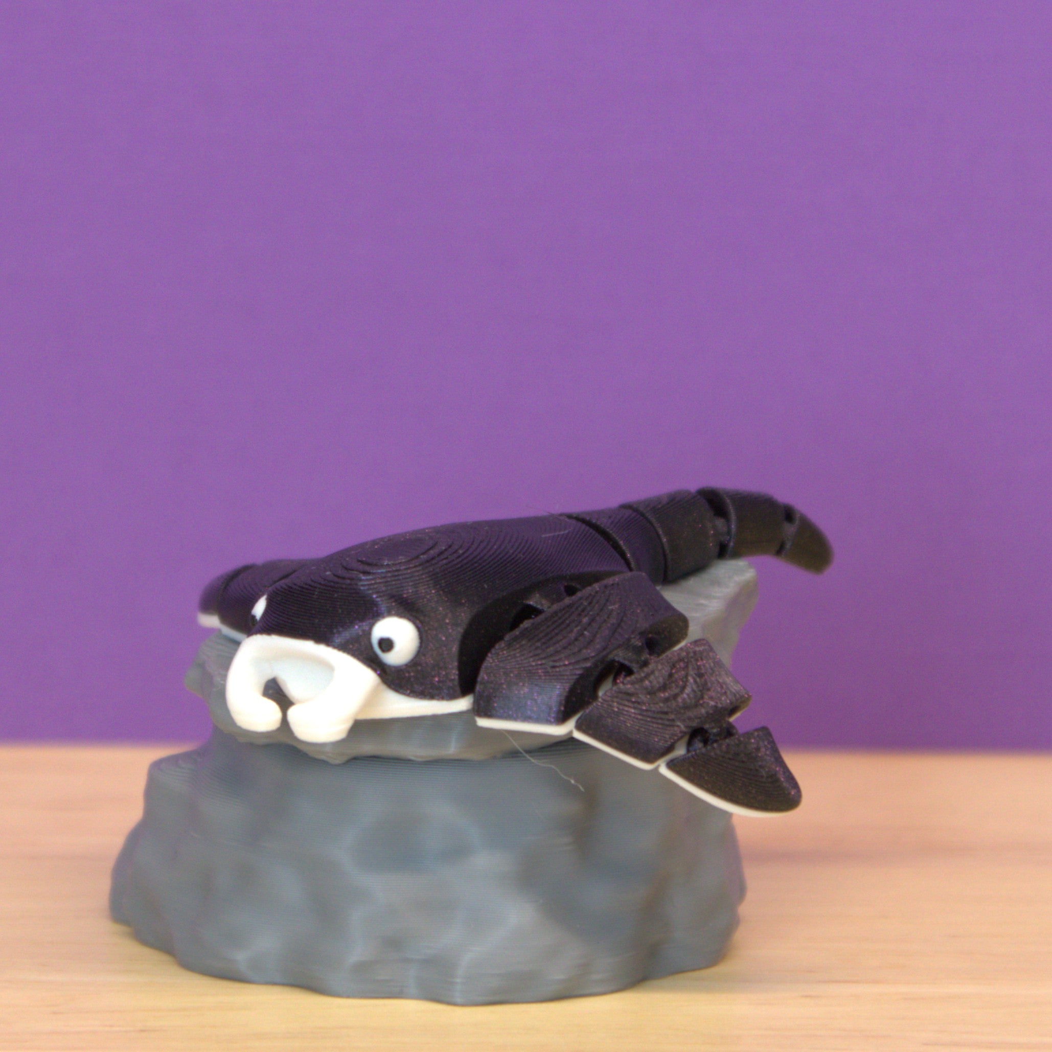 Manta Ray