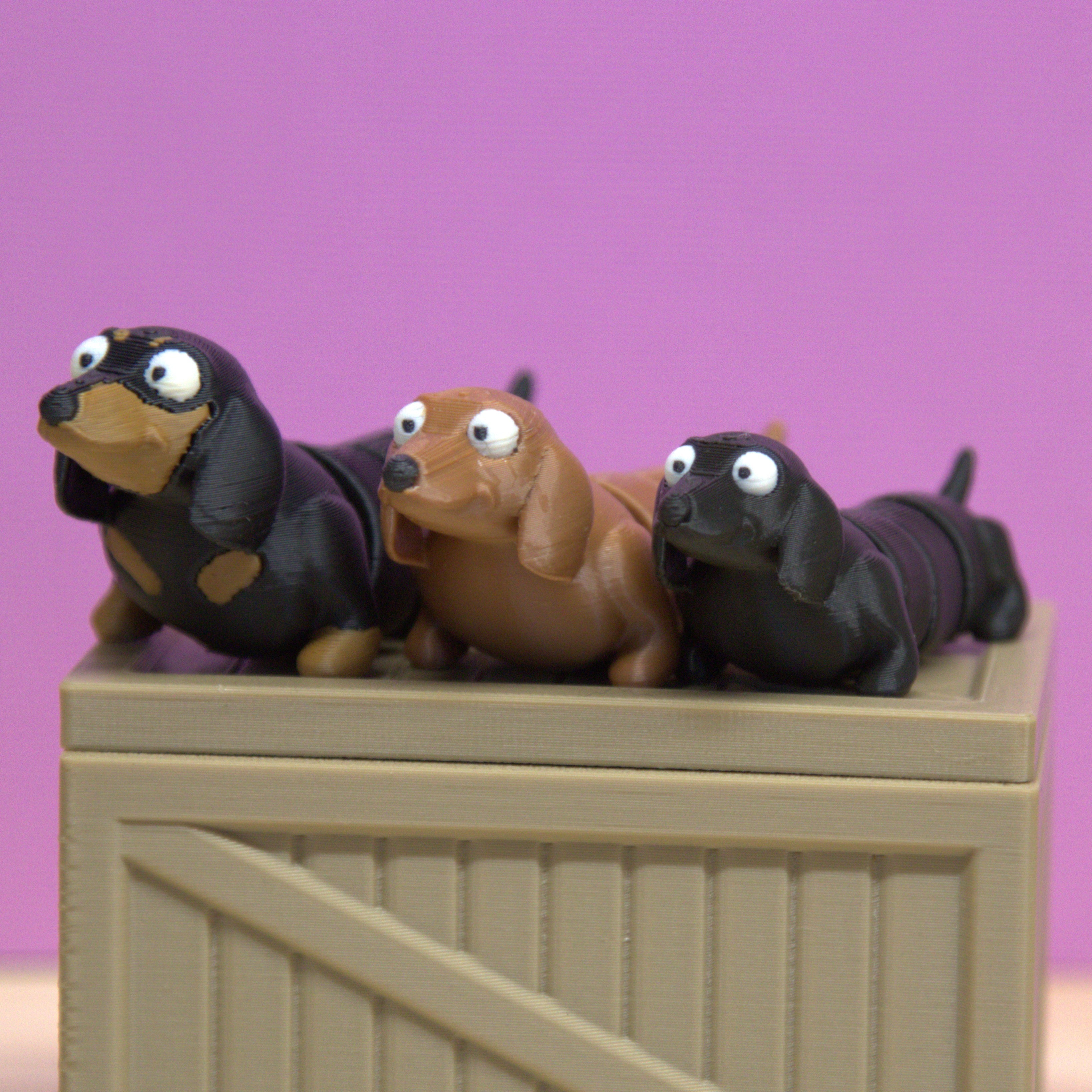 Dachshund