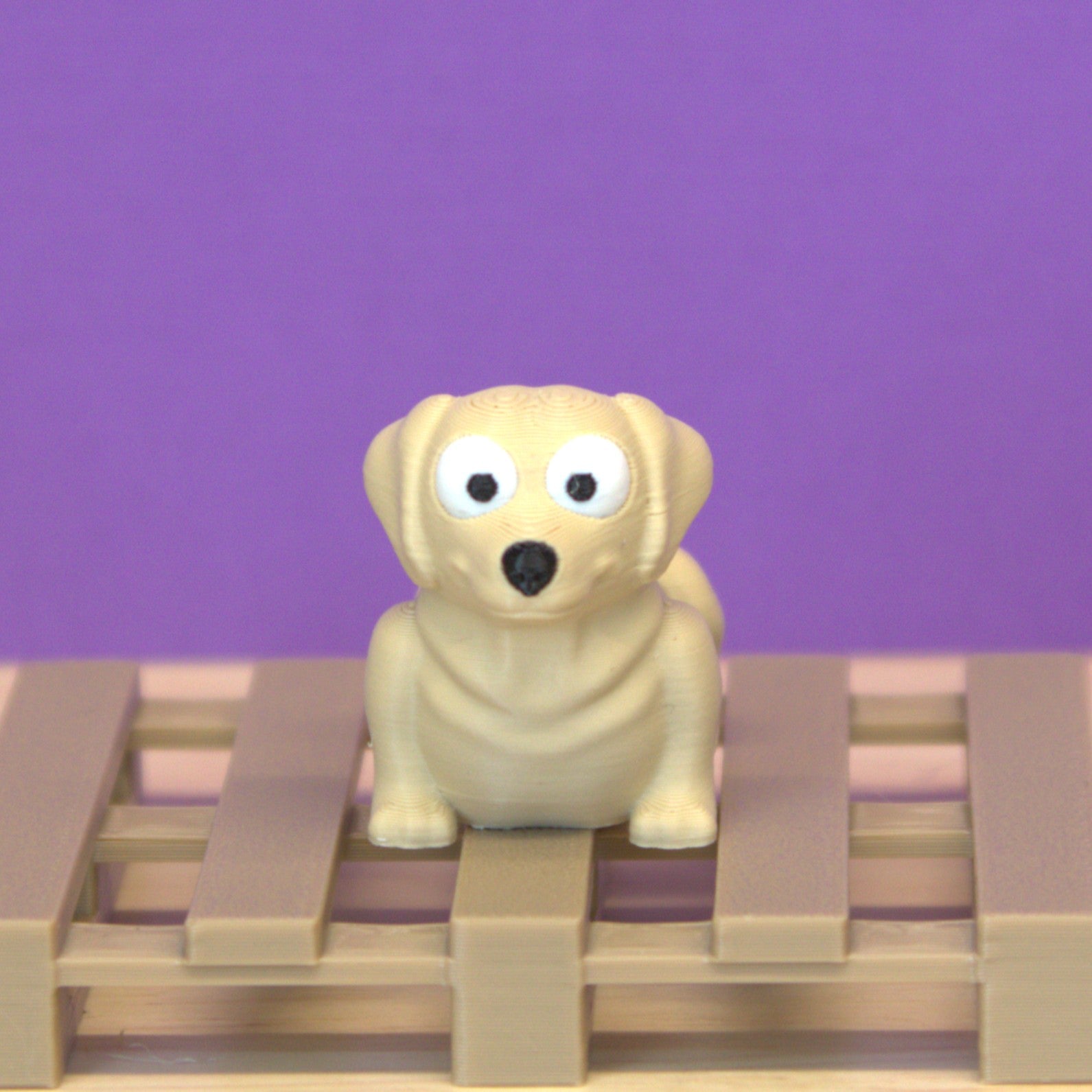 Labrador
