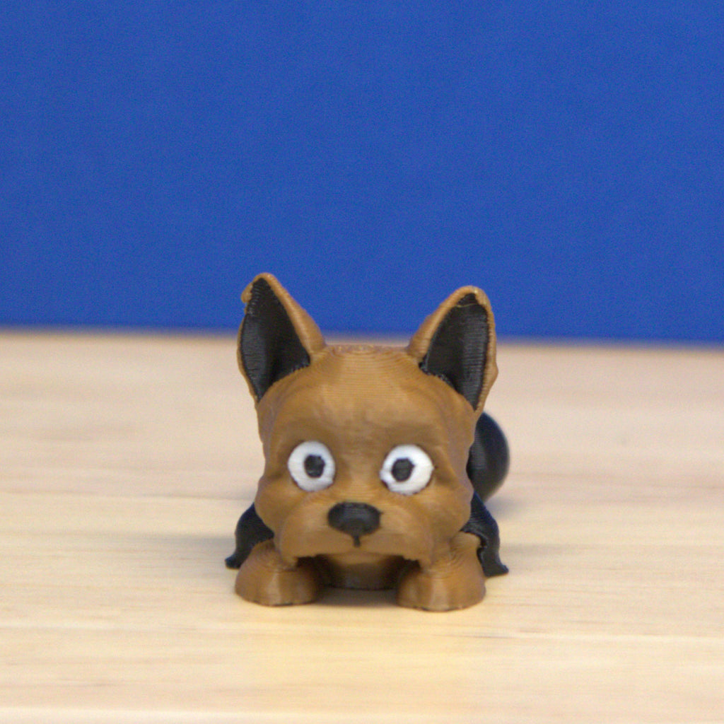 Yorkshire Terrier