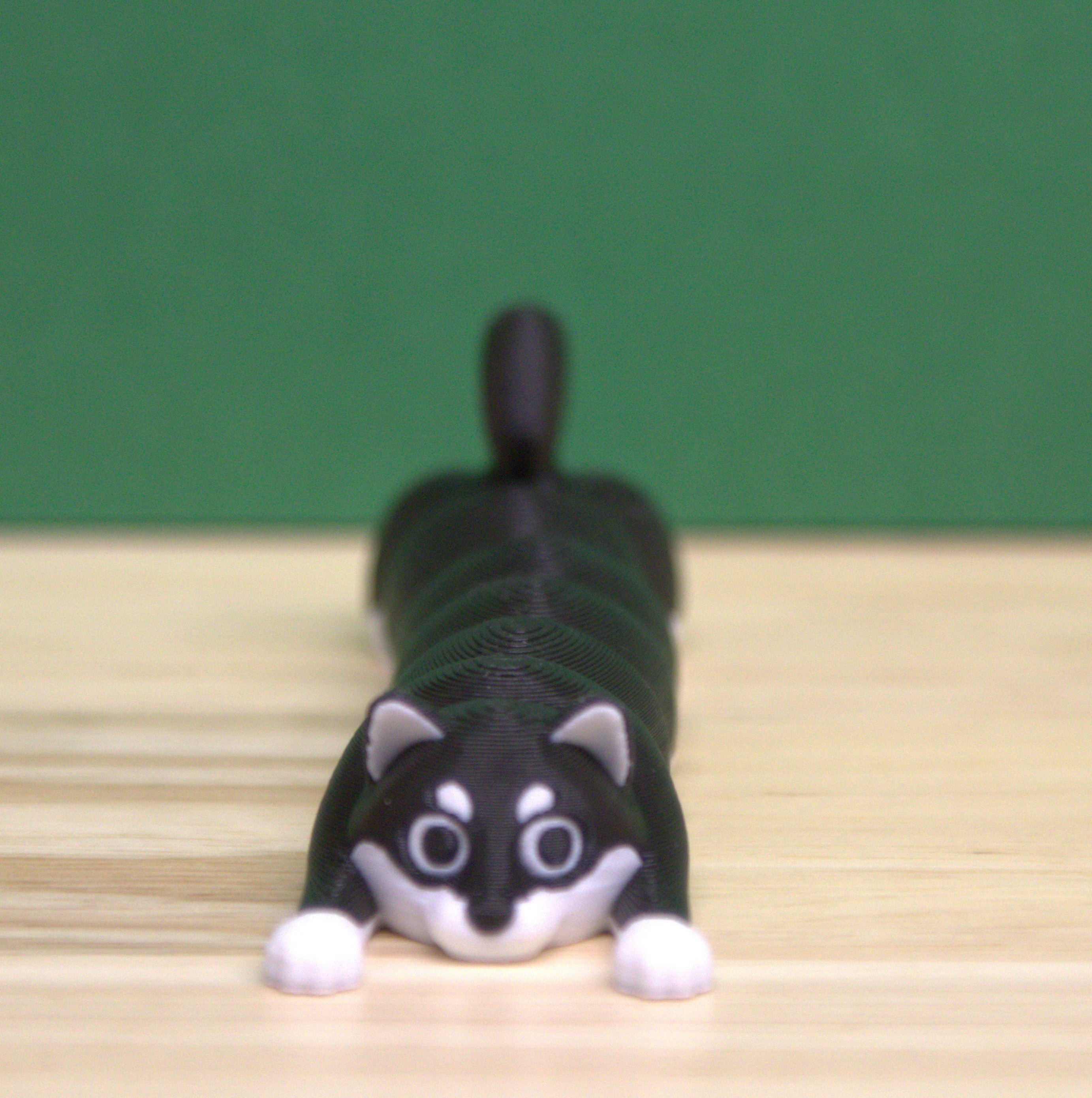 Shiba Inu - Long